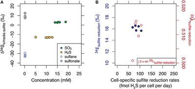 Deconstructing the Dissimilatory Sulfate Reduction Pathway: Isotope Fractionation of a Mutant Unable of Growth on Sulfate